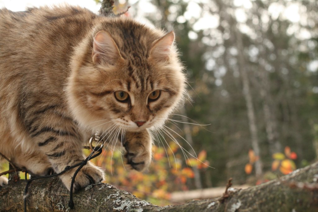 ussiapoikasynt1842011superihanaluonne26.jpg