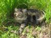 Photo Number 53