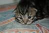 Photo Number 4