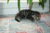 Photo Number 82