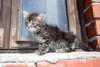 Photo Number 52