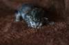 tabitapienempitytt11_small.jpg