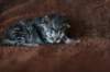 tabitapienempitytt13_small.jpg