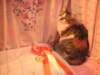 Photo Number 13