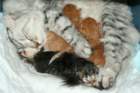 mammaamoriinaandbabies_small.jpg
