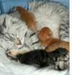 mammaandthekittens2_small.jpg