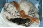 mammaandthekittens3_small.jpg