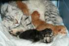 mammaandthekittens_small.jpg