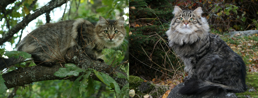 Amurin Jemima Amurin Gideon siberian cats