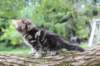 ahuvagirlsibn22ot7weeks39202544_small.jpg