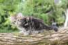 ahuvagirlsibn22ot7weeks39202546_small.jpg