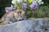 amiragirlf246weeks258202524_small.jpg