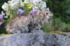 amiragirlf246weeks258202530_small.jpg