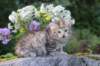amiragirlf246weeks258202532_small.jpg
