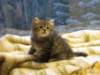 img_0342_small.jpg