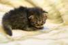 img_5905_small.jpg