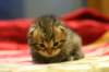 img_6187_small.jpg