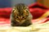 img_6188_small.jpg