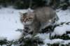 img_7887_small.jpg