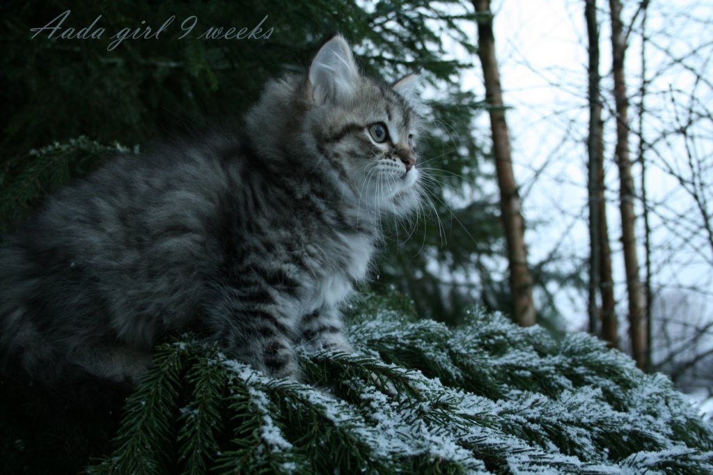 aadagirl9weeks17.jpg