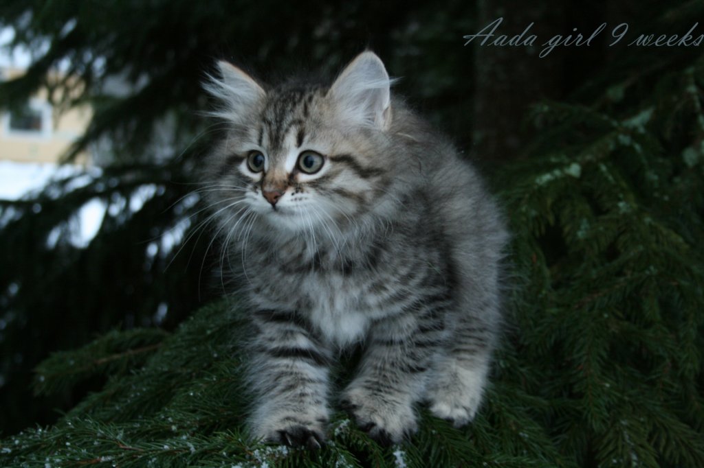 aadagirl9weeks19.jpg