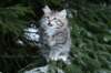 aamosboy9weeks11_small.jpg