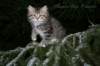aamosboy9weeks16_small.jpg