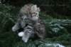 aamosboy9weeks2_small.jpg