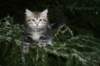 andreasboy9weeks17_small.jpg