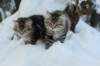 img_8874_small.jpg