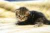 img_5989_small.jpg