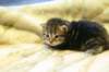 img_5996_small.jpg
