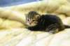 img_6000_small.jpg