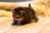 img_5807_small.jpg