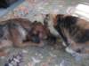 Photo Number 9