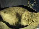 amantesluckylion2832009turussa10_small.jpg