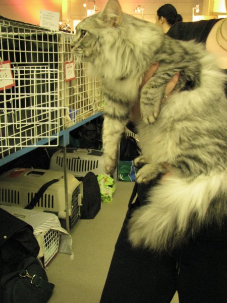 amantesluckylion2832009turussa16.jpg