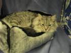 amantesluckylion2832009turussa3_small.jpg