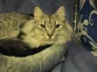 amantesluckylion2832009turussa4_small.jpg