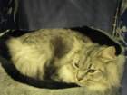 amantesluckylion2832009turussa6_small.jpg