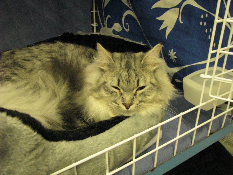 amantesluckylion2832009turussa7.jpg