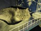 amantesluckylion2832009turussa7_small.jpg