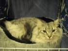 amantesluckylion2832009turussa9_small.jpg
