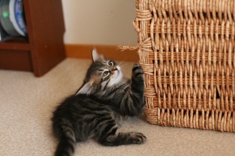 amantesspennut7viikkoaamantesskittens7weeksicamuringideononpentujenisicamuringideonisthefatherofthekittens10.jpg