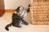 amantesspennut7viikkoaamantesskittens7weeksicamuringideononpentujenisicamuringideonisthefatherofthekittens11_small.jpg