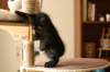 amantesspennut7viikkoaamantesskittens7weeksicamuringideononpentujenisicamuringideonisthefatherofthekittens13_small.jpg