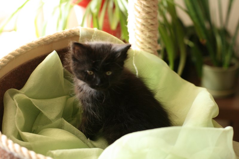 amantesspennut7viikkoaamantesskittens7weeksicamuringideononpentujenisicamuringideonisthefatherofthekittens14.jpg