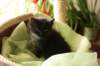amantesspennut7viikkoaamantesskittens7weeksicamuringideononpentujenisicamuringideonisthefatherofthekittens14_small.jpg