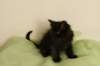 amantesspennut7viikkoaamantesskittens7weeksicamuringideononpentujenisicamuringideonisthefatherofthekittens15_small.jpg