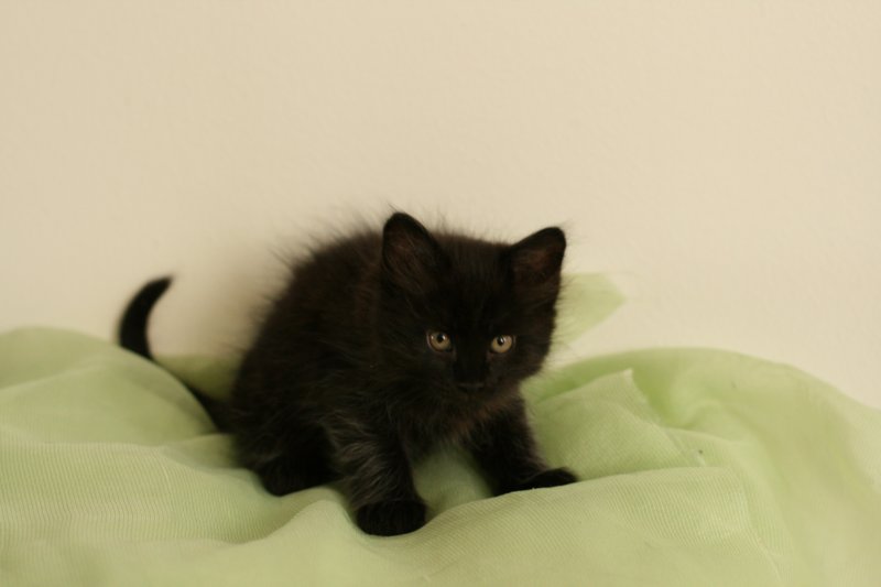 amantesspennut7viikkoaamantesskittens7weeksicamuringideononpentujenisicamuringideonisthefatherofthekittens16.jpg